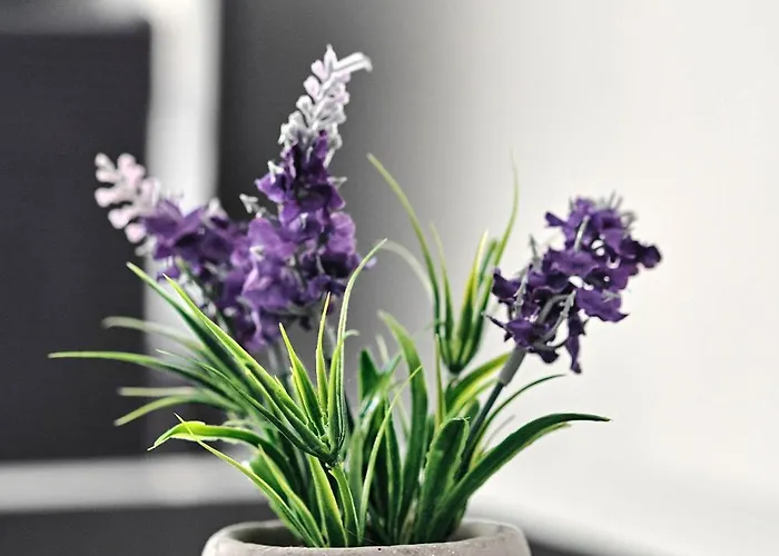 Purisima 59 Lägenhet